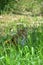 Ginger cat hiding in the high grass