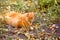 Ginger cat hunting outdoors in autumn