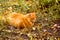Ginger cat hunting outdoors. Autumn time