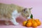 The ginger cat hunts tangerines. Cat who loves mandarins