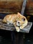 Ginger cat laying on the wooden stair