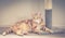 A ginger cat leaning against a carpeted scratch post indoors