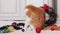 A ginger cat licks her fur among the Christmas decor