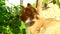 A ginger cat lies in a garden bed in the shade of a bush. The cat is sleeping in the garden