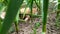 A ginger cat lies in a garden bed in the shade of growing garlic. The cat is sleeping in the garden