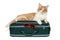 Ginger cat lies in a travel suitcase