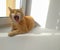 Ginger cat lies on the windowsill basking in the sun and yawns