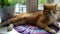 The ginger cat lies on the windowsill. It`s a sunny day outside. Pets in home furnishings