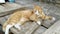 A ginger cat lies on a wooden walkway. The cat sleeps near the house on a sunny day