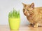 Ginger cat looking curious to a pot of cat grass.