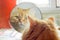 Ginger cat, looking in mirror closeup