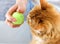 Ginger cat looks on ball toy in the human`s hand. Communication and friendship between human and animal. Animal training