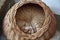 A ginger cat lying curled up in a basket