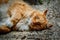 Ginger cat lying on the ground - closeup.