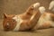 Ginger cat lying plays