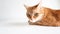 Ginger cat lying on a white table. Cute cat with green eyes. At the veterinarian. Space for text