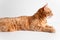 Ginger cat lying on white table and looking away thoughtfully. Cute cat with green eyes. At the veterinarian. Patient pet