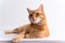 Ginger cat lying on white table and looking in camera peacefully. Cute cat with green eyes. At the veterinarian. Patient pet