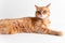 Ginger cat lying on white table and looking in camera thoughtfully. Cute cat with green eyes. At the veterinarian. Patient pet