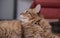 Ginger cat lying on the wooden floor in a living room. The fat cat is resting. Sweet fluffy kitten at home