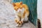 Ginger cat in moroccan Medina