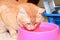 Ginger cat orange eating water in pink bowl