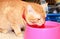 Ginger cat orange eating water in pink bowl