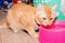 Ginger cat orange eating water in pink bowl