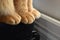 Ginger cat paws closeup. Tabby cat resting at home.