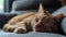 Ginger cat peacefully asleep, Ai Generated