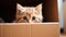 Ginger cat peeking out of brown cardboard box