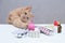 A ginger cat playing with a rubber medical enema. pile of medicines. Pet treatment concept