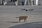 Ginger cat plays with a drone.