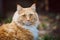 Ginger cat portrait.