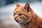 Ginger cat portrait. Close-Up of a cats head