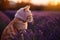 Ginger cat in purple knitted hat in sunset, lavender field. Generative AI