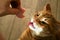 A ginger cat reaches for the sausage fed by a hand