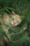 Ginger cat relax in the summer garden with green grass, pet rest