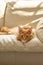 Ginger cat relaxing on couch in living room lying