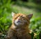 Ginger cat resting blissfully with eyes closed in the rays of the sun