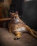 Ginger cat is resting lounging in an old armchair