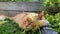 Ginger cat resting on the mown grass