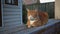 ginger cat is resting sitting on a wooden porch, eyes closed.