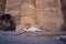 Ginger cat resting by the walls of the Temple of Isis in Aswan, Egypt