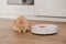 ginger cat with robot vacuum cleaner, smart home system