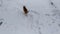 A ginger cat runs along a snowy path in a vegetable garden on a winter day