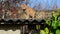 Ginger cat shakes his head and stands on the roof of the barn