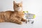 Ginger cat with shopping cart on white background looking curiously. Cute pet deciding to go buy groceries in animal store. Small