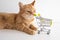 Ginger cat with shopping cart on white background looking curiously. Cute pet deciding to go buy groceries in animal store. Small