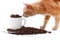 Ginger cat siniffing white coffee cup with saucer overfilled with roasted coffee beans